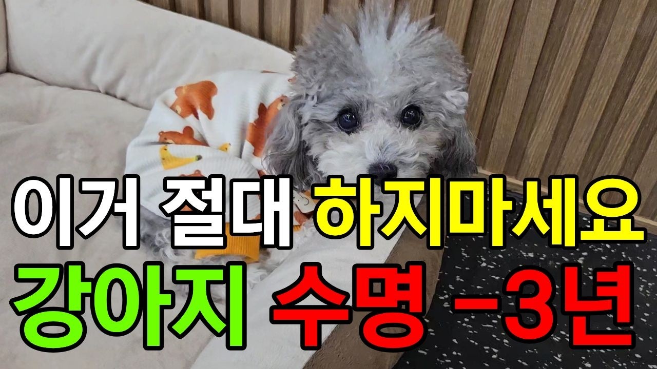 강아지 수명을 갉아먹는 보호자의 실수 12가지 | 강아지가 평생 고통 받는 이유