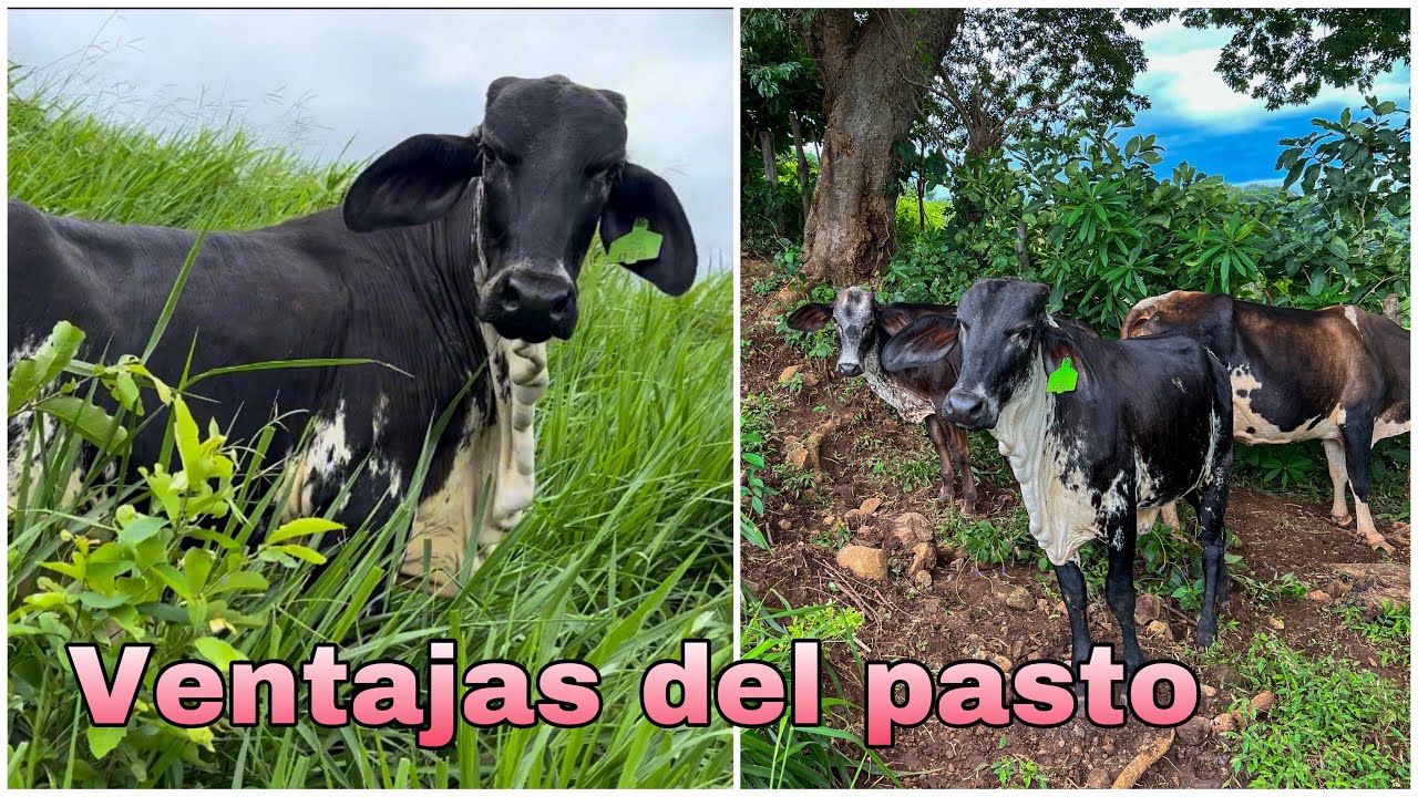 🐄😍CONOCE LAS VENTAJAS QUE TIENE EL PASTO BRIZANTHA!!😍😱(ES MUY BUENO)
