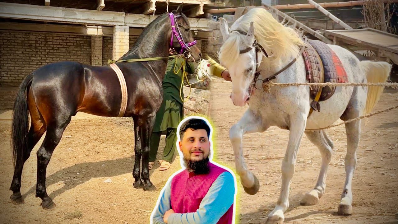 Largest Horse Market In Peshawar New Updates Desi & Marwari Horse Polo Games Izhar Ali Shah 