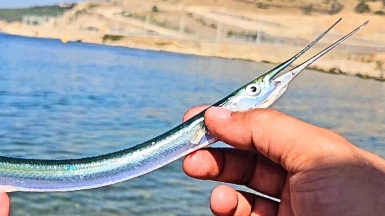 KURT İLE ZARGANA AVI MİDYE KURDU KAYA KURDU KIRMIZI KURT