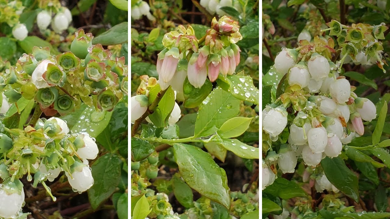 Will Blueberry Flowers Turn Into Fruit? I The Blueberry Barn