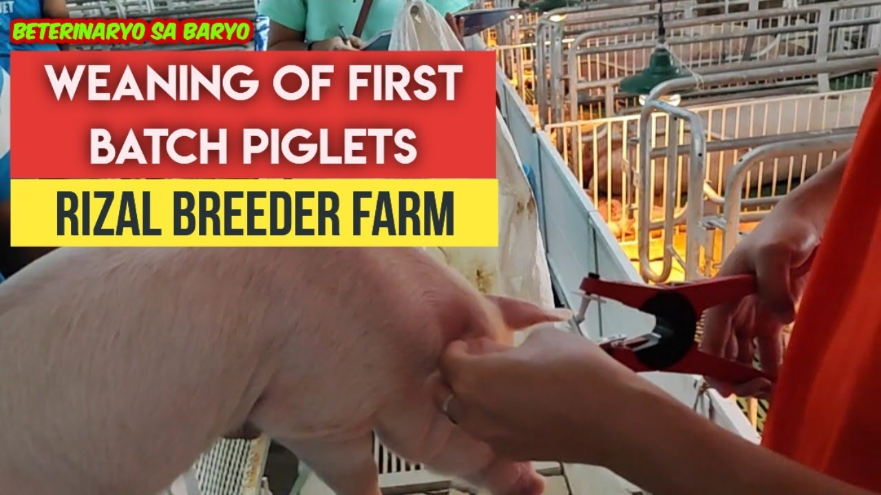 Pagwawalay ng First Batch ng Piglets sa Rizal Breeder Farm