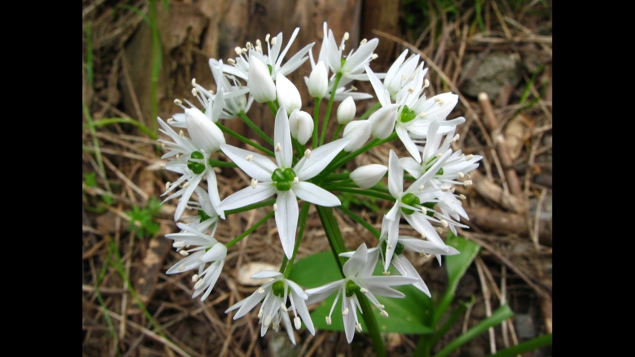 Лук медвежий  Allium ursinum