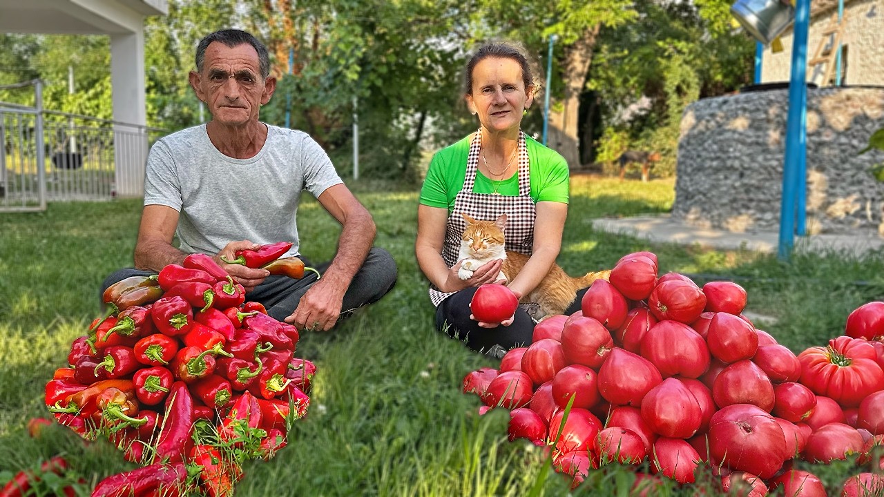 Biggest Tomato Harvest of the Year 🇦🇱🍅 – Fresh Homemade Pasta in the Village 🍝
