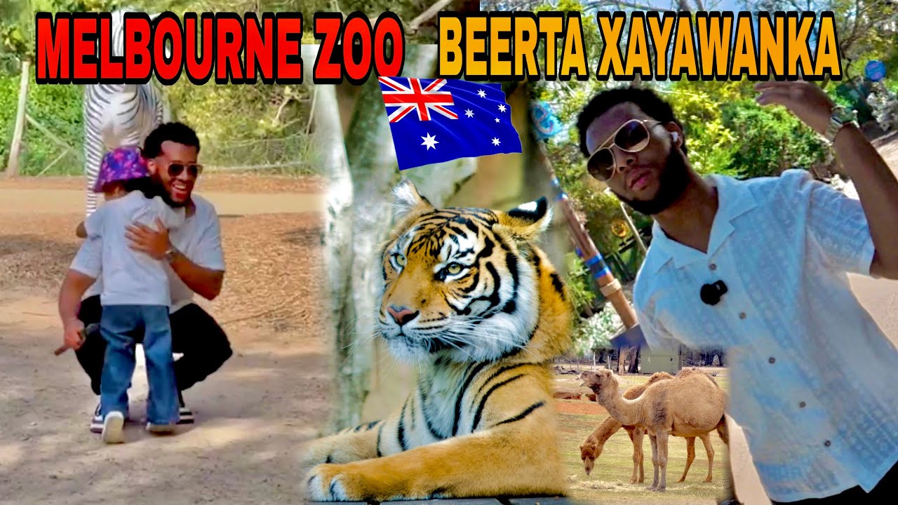 WAXAN BOQDAY || MELBOURNE ZOO || BEER XAYAWANAD #melbournezoo 