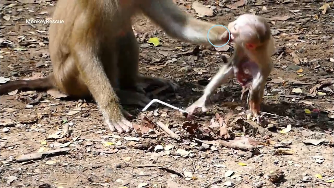 Old monkey throw little Lucy to the ground escape male monkey, Baby Lucy got m@ltreated by monkey