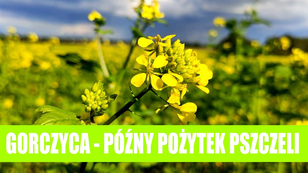 Gorczyca - czyli późny wrześniowy pożytek dla pszczół.
