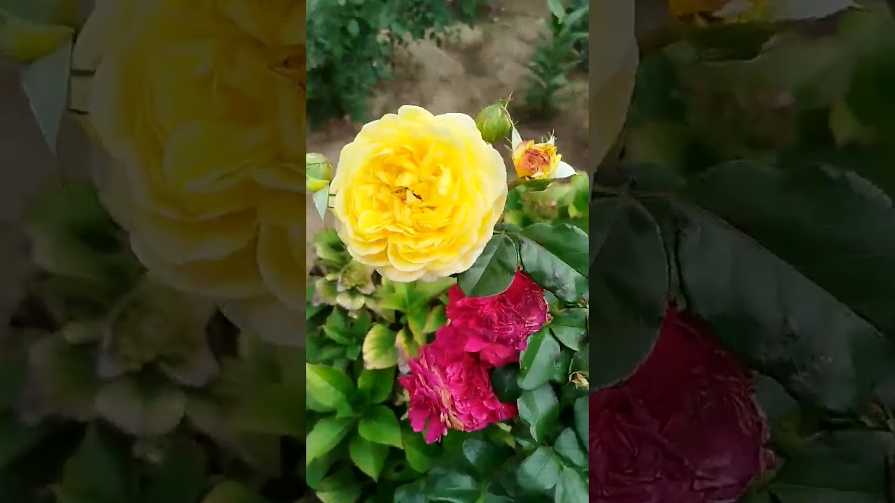 Розы 🌹 флорибунды Ред Леонардо да Винчи, Инка, Баронесса, Дольче Вита 1. Сентябрь 2025г.