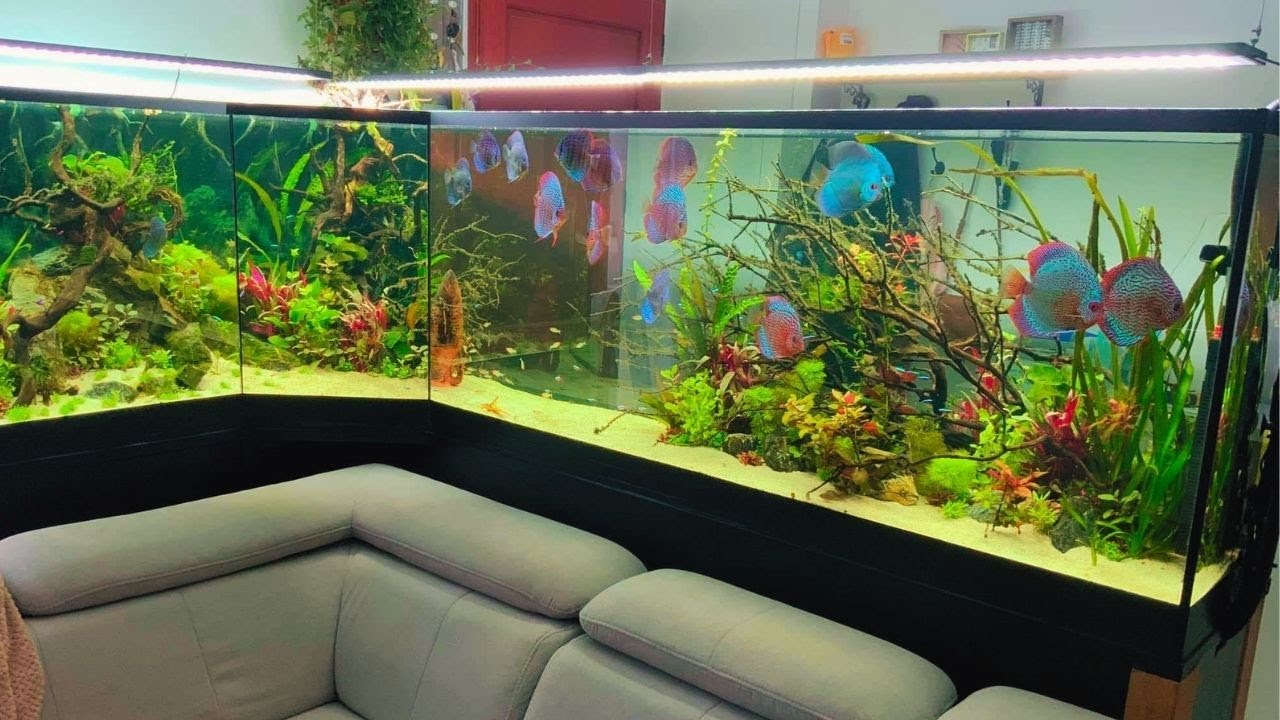 Romantic Planted Discus Tank | Adding Discus Fishes into New Aquariums