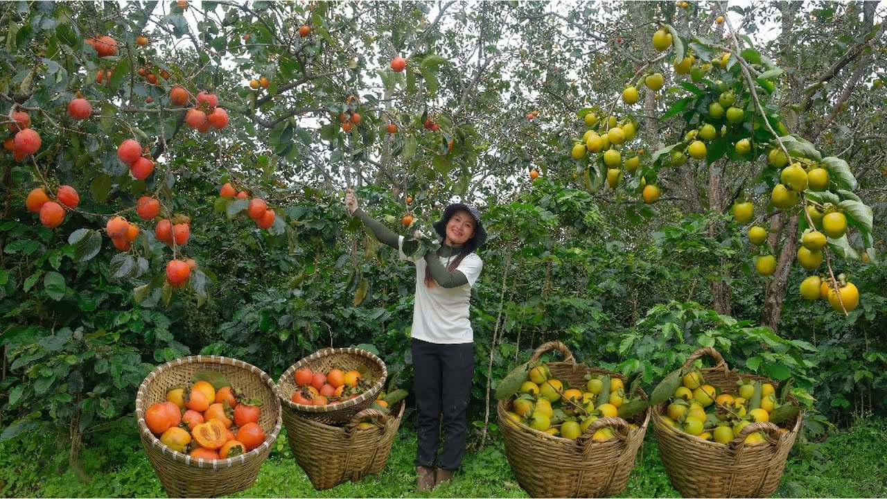 Harvest Crispy Persimmon, Remove Astringency And Take To The Market To Sell