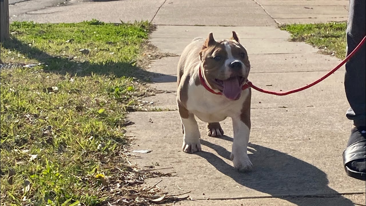 Dog breeding facility: got the pups out roaming the front yard #RoadTo10000Subscribers