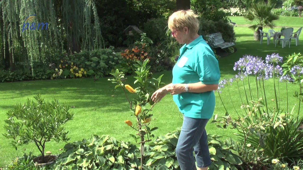 Tuin Anfra Grashoek