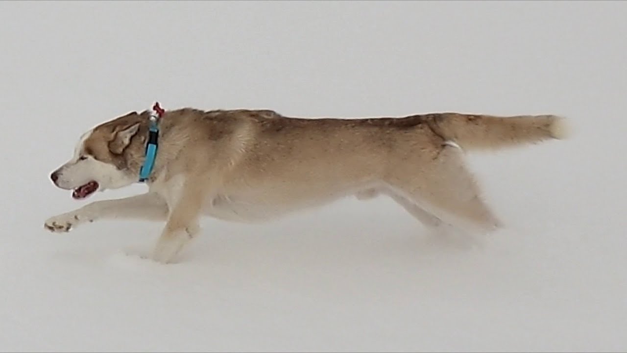 Siberian Husky - Slow Motion Running Through Snow