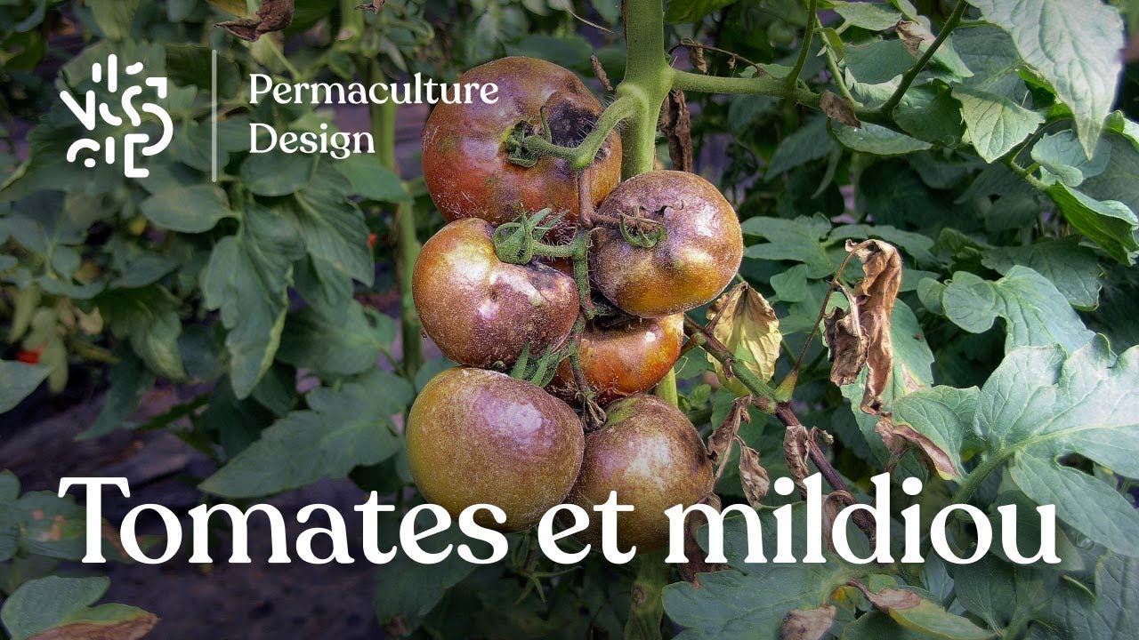 Tomates et mildiou : comment gérer cette maladie au potager en permaculture ?