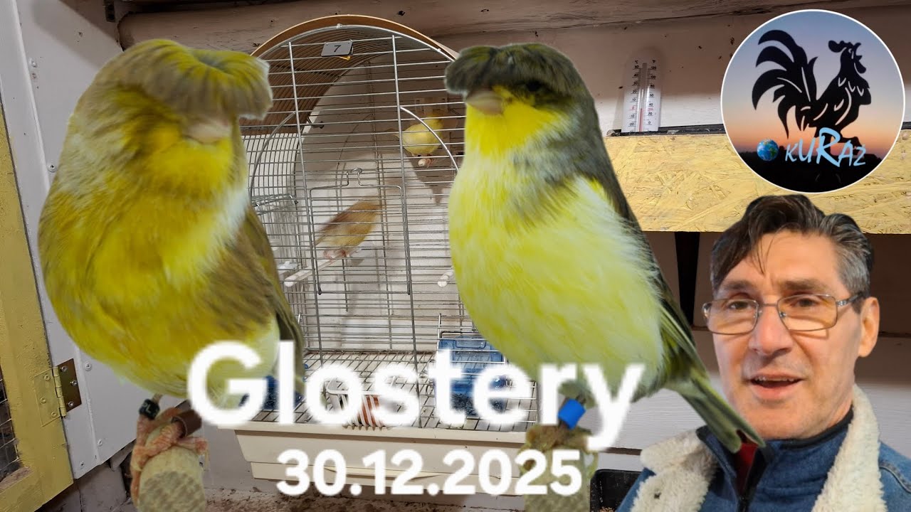Glostery * nowe kanarki w Garden kuRaż * 30.12.2025