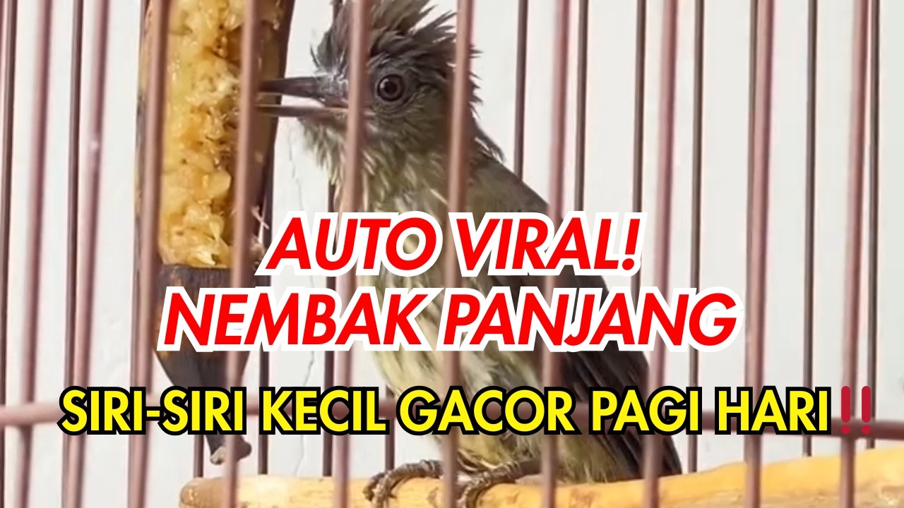 SIRI-SIRI KECIL GACOR PAGI HARI ISIAN TEMBAKAN ROL KECIL BENING DAN PANJANG AUTO VIRAL❗❗ #sirisiri