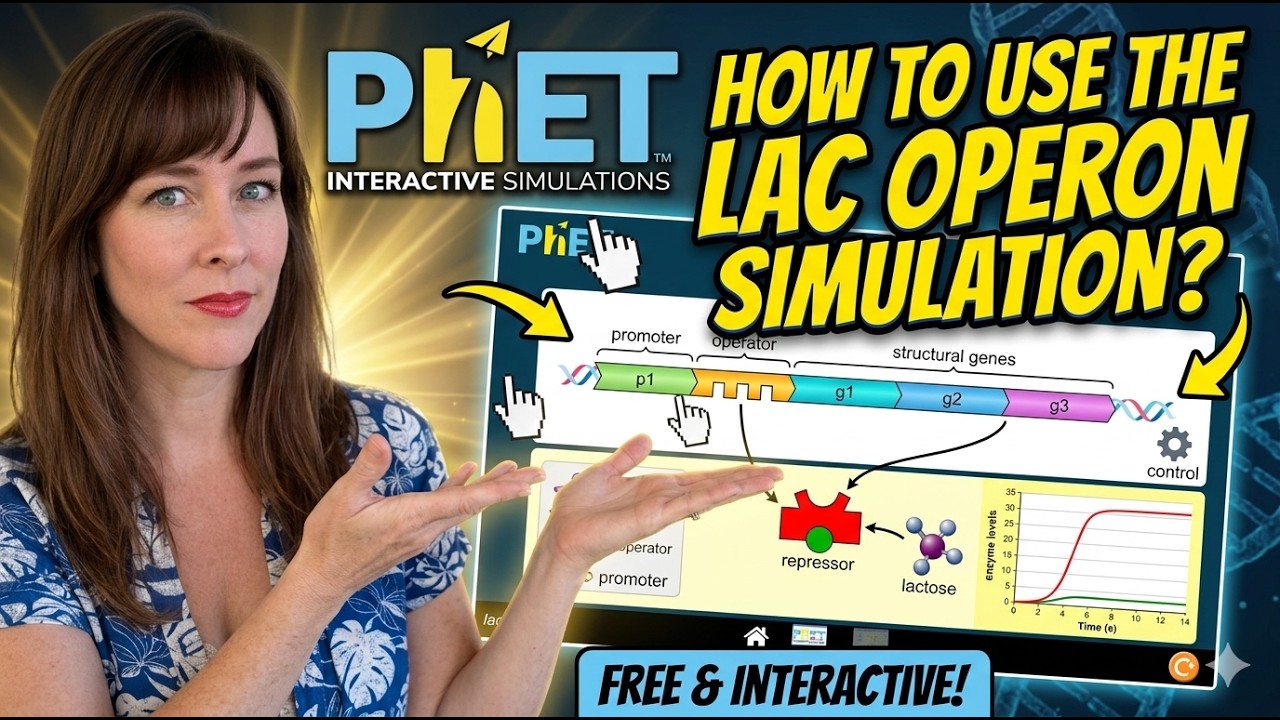 Как использовать симуляцию лак-оперона на PHET