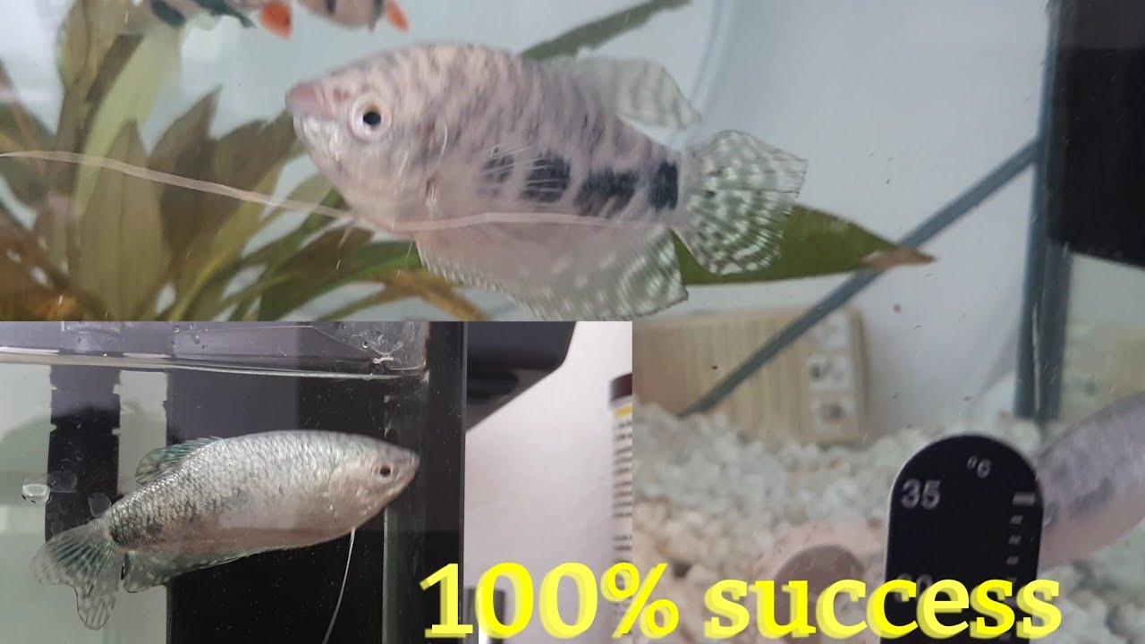 How to breed Blue Gourami fish easily/complete success/ Gourami breeding