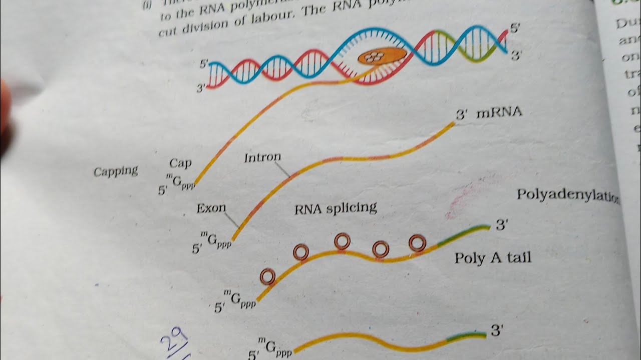 Class 12th Transcription |Important topic of Molecular basis of inheritance|Board exam 2026