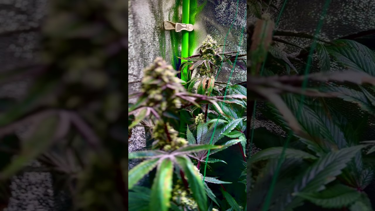 Gorilla Zkittlez - Barney&lsquo;s Farm #Grow #cannabiseducation #420 #cali