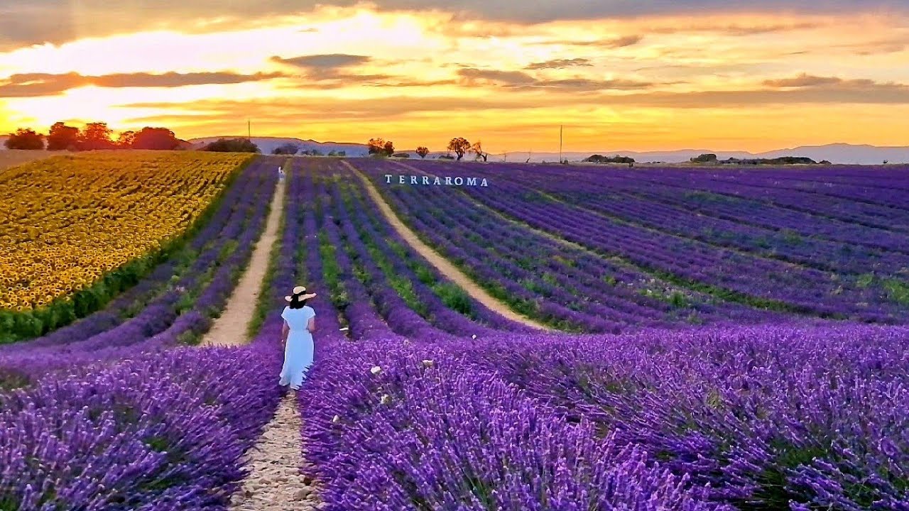 PROVENCE Valensole Francja / Najpiękniejsze LAVANDER FIELDS/4K