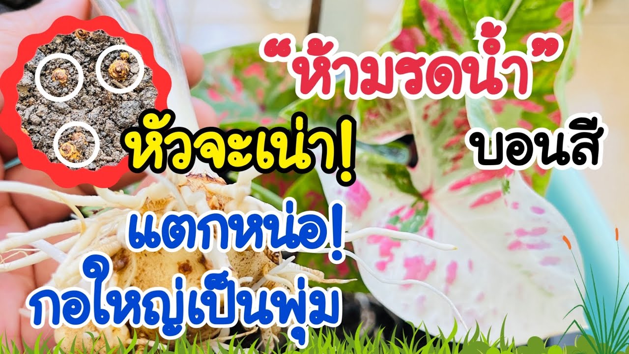 💯ห้ามรดน้ำ.หัวจะเน่า!ทำแบบนี้บอนสีกลับมา แตกหลอดแตกหน่อเป็นพุ่มหัวไม่เน่า #บอนสี #ปลูกบอนสี #เทคนิค