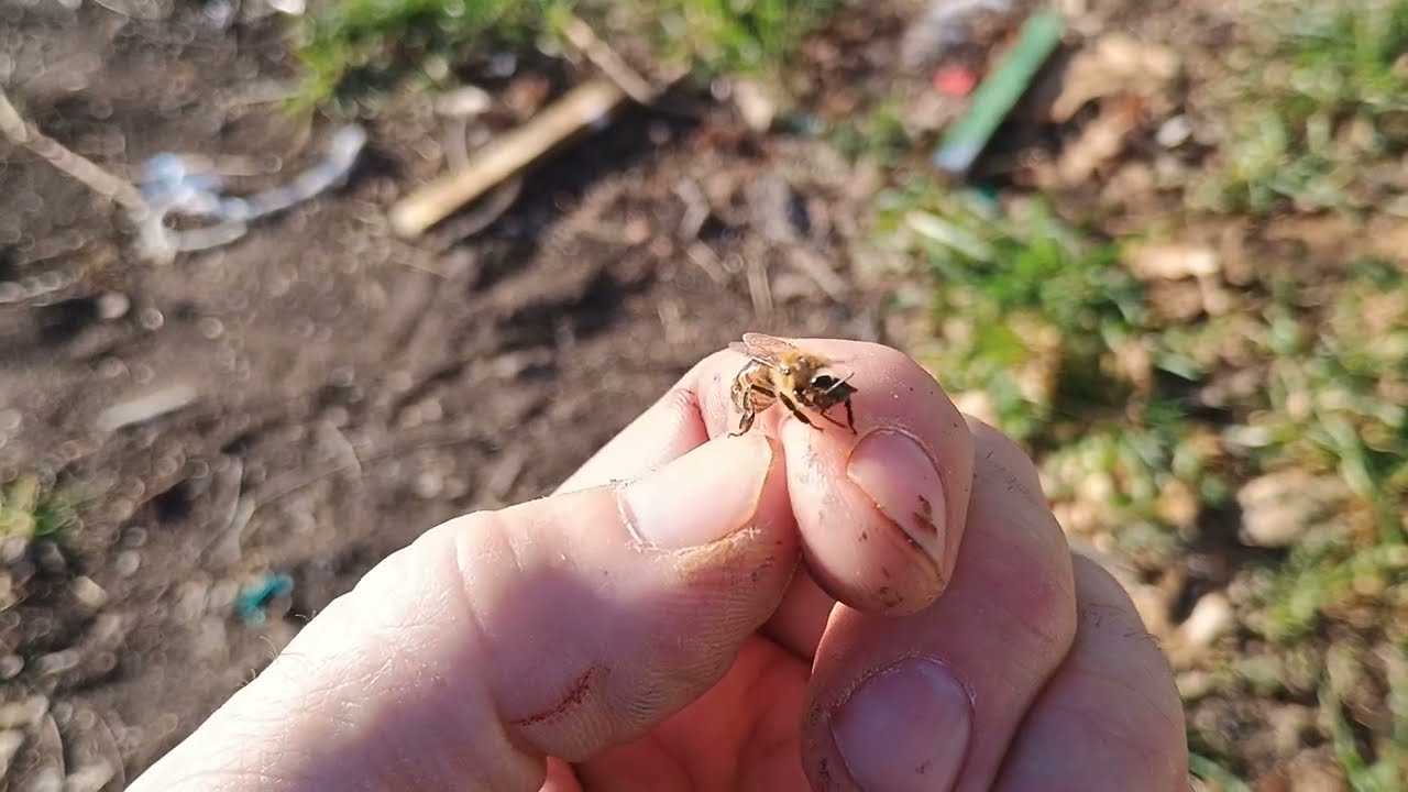 A Bee