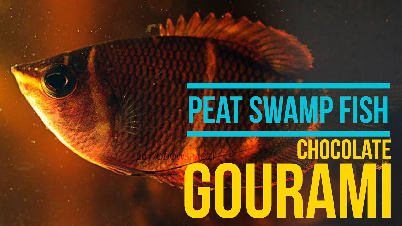 Wild Chocolate Gourami