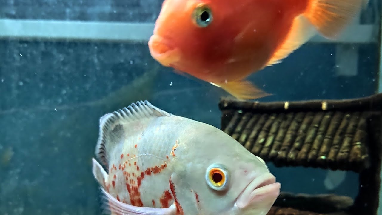 Albino oscar and kingkong parrot fish | GioMancer RS