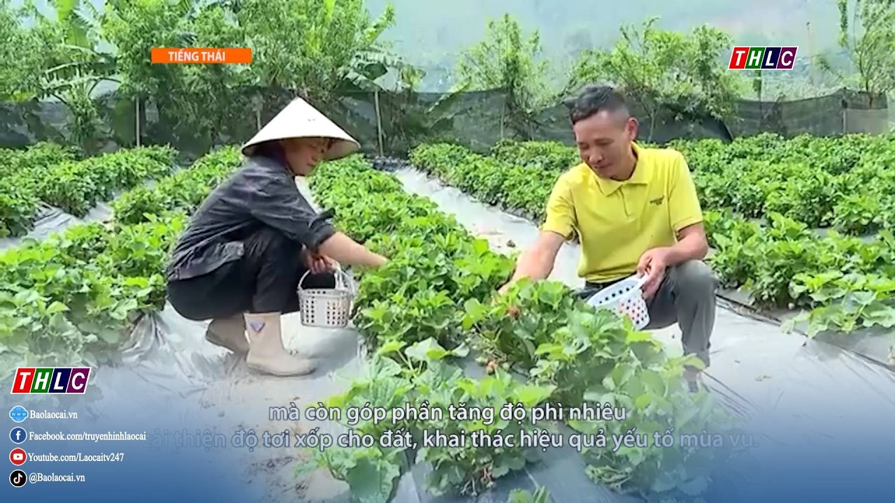 Nông nghiệp - Nông thôn (tiếng Thái): Nông nghiệp - Môi trường (7/3/2026) | THLC