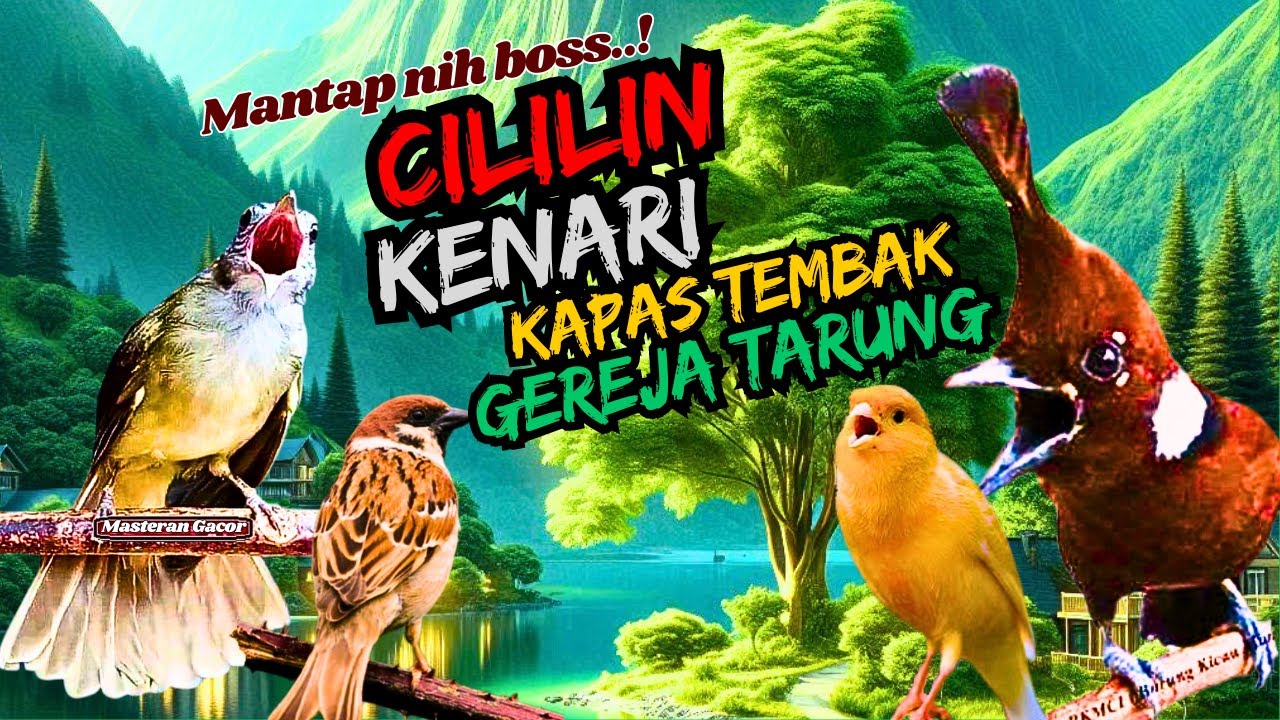 Suara Cililin, Kapas Tembak, Kenari | Masteran Gacor untuk Murai Batu, Cendet, Jalak Suren dll