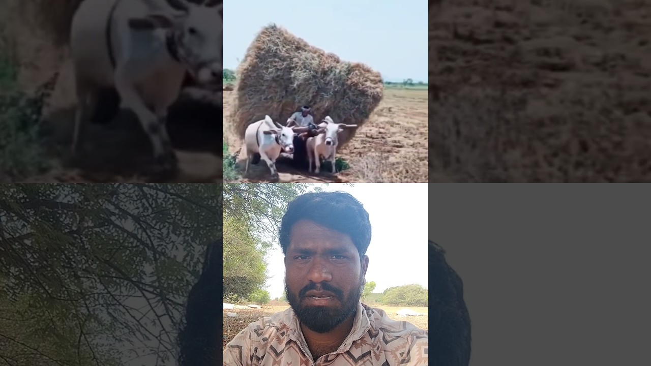 #cow #lifeisbutadream #subscribemychannel