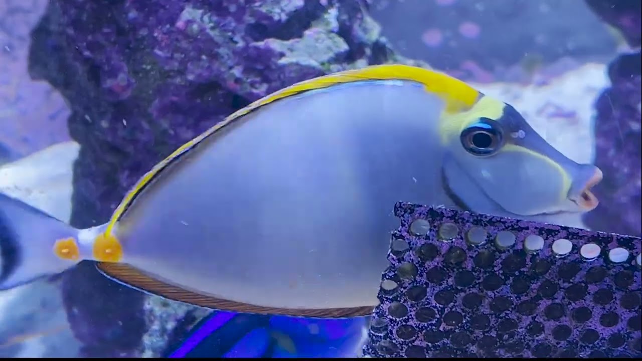 Only Fins: Tigs the Blonde Naso Tang (Naso Elegans)