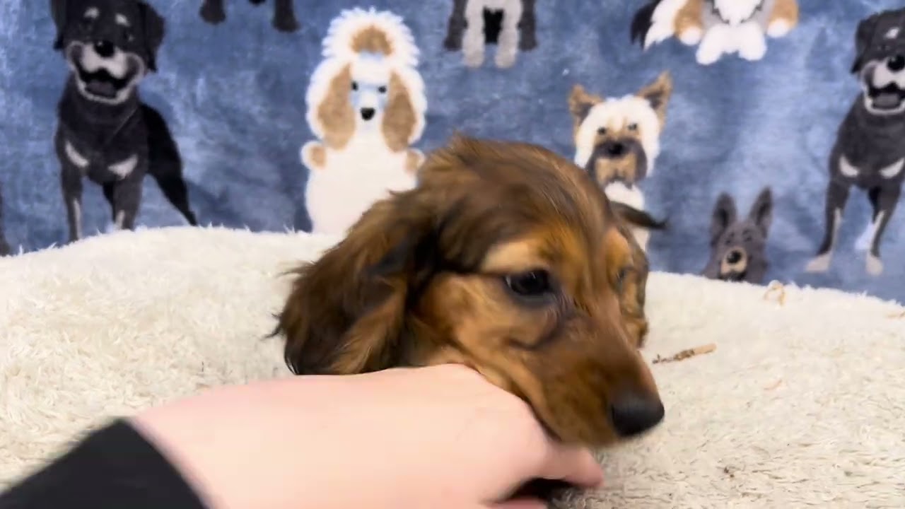 Countess Mini Dachshund Clip