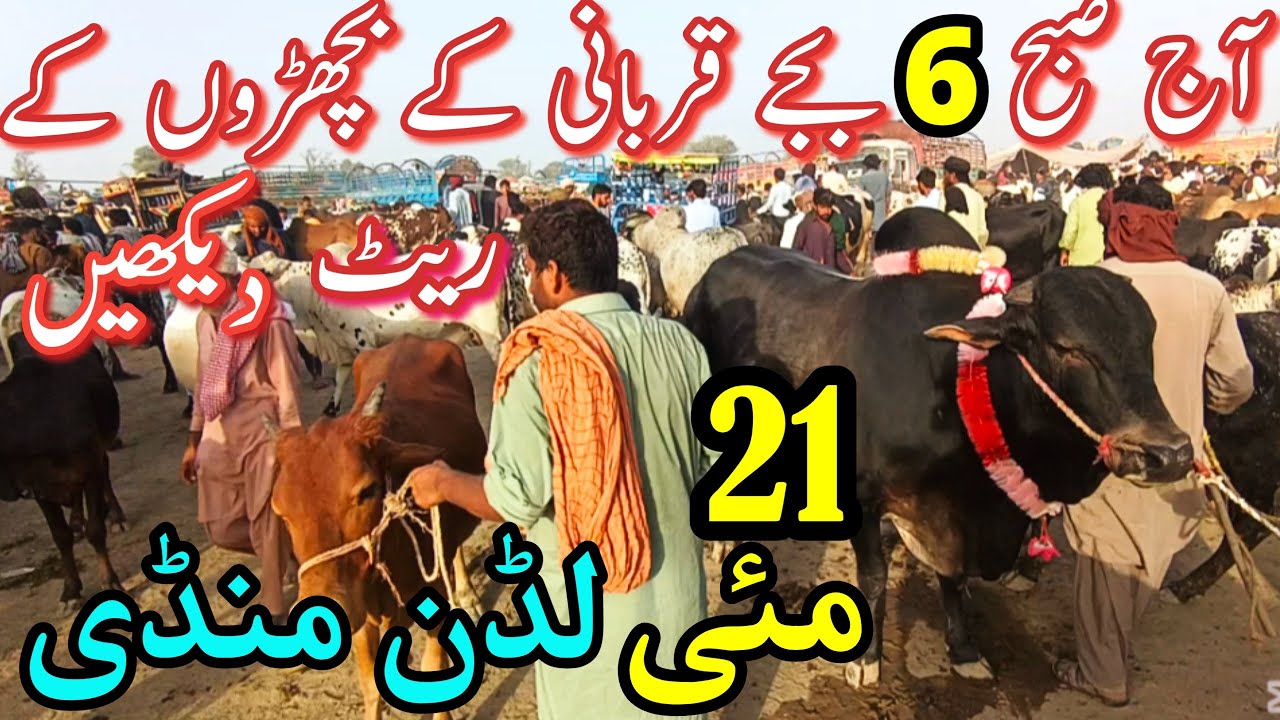 TODAY LUDDAN MANDI QURBNAI 2025 BACHRA PRICE UPDATE || Sahiwal Cholistani Bachra Farming In Pakistan