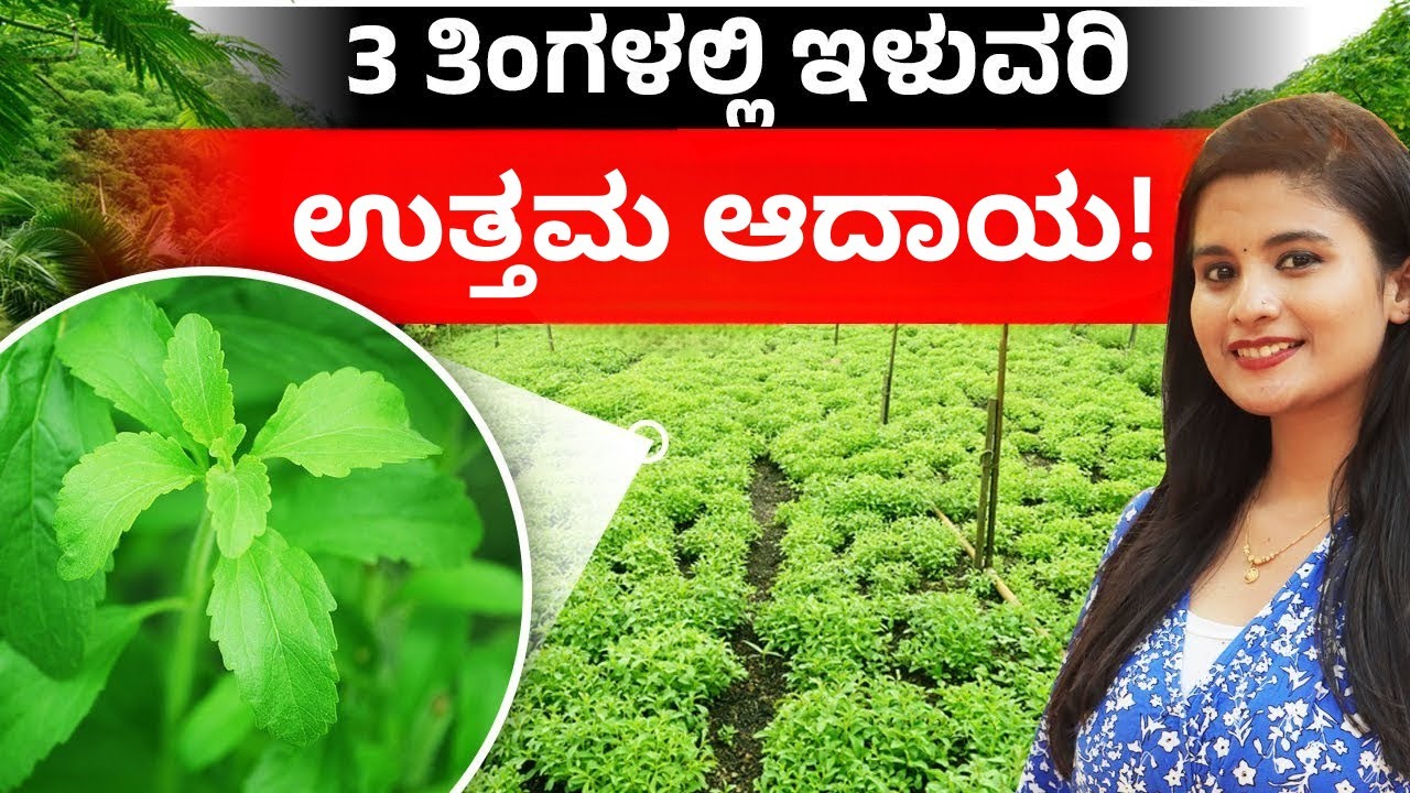 Stevia Farming ಶುರು ಮಾಡಿ: ಕೃಷಿ, ಔಷಧೀಯ ಲಾಭಗಳು ಮತ್ತು ಆದಾಯದ ಸಾಮರ್ಥ್ಯ