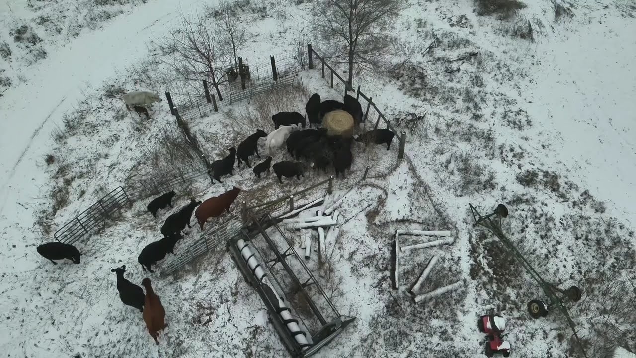 Drone footage of feeding the cows a bale of hay in the snow with the IH 1066 hydro