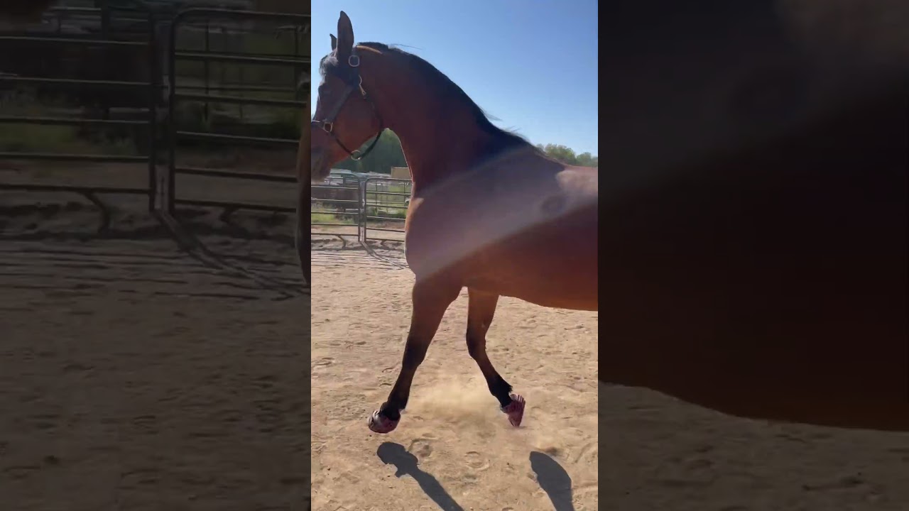 Arabian mare wild thing