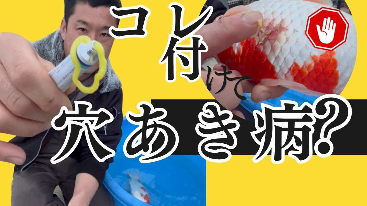 恐ろしい！錦鯉に穴が？特別にお教えします！#koifish #koi #錦鯉の病気
