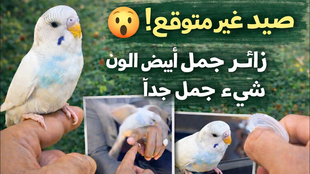 صيد اليوم زائر مفاجئ يقتحم بجماله مكتبي في العمل 