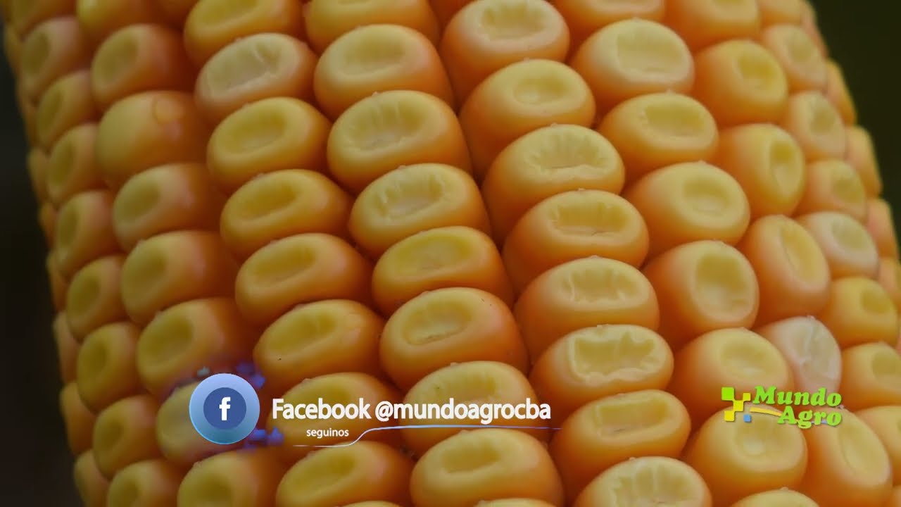 🔷🐂«Experiencia Aptitud Silera» de SUPRA en EXPOAGRO 2026►Osvaldo Luna, Asesor Ganadero