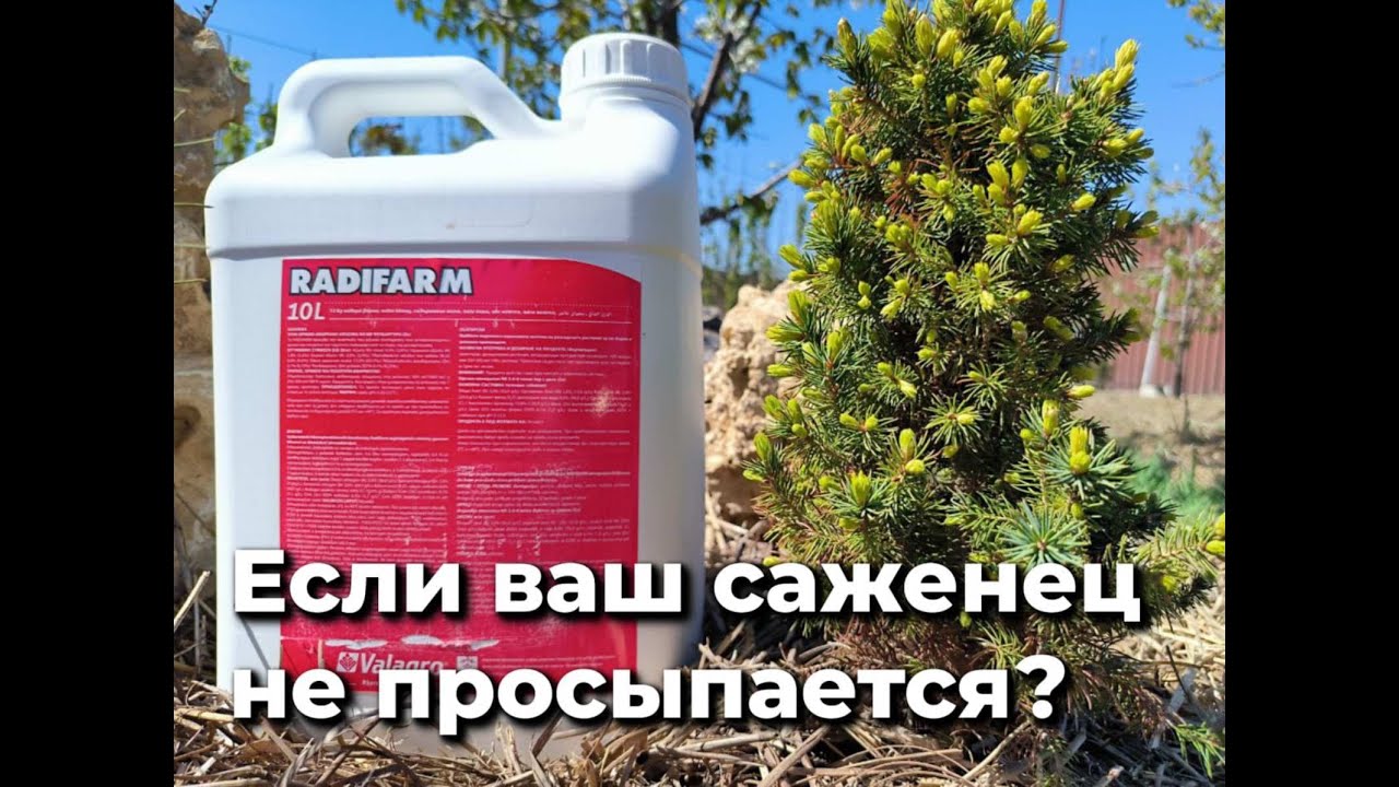 Что делать, если ваш саженец не просыпается?