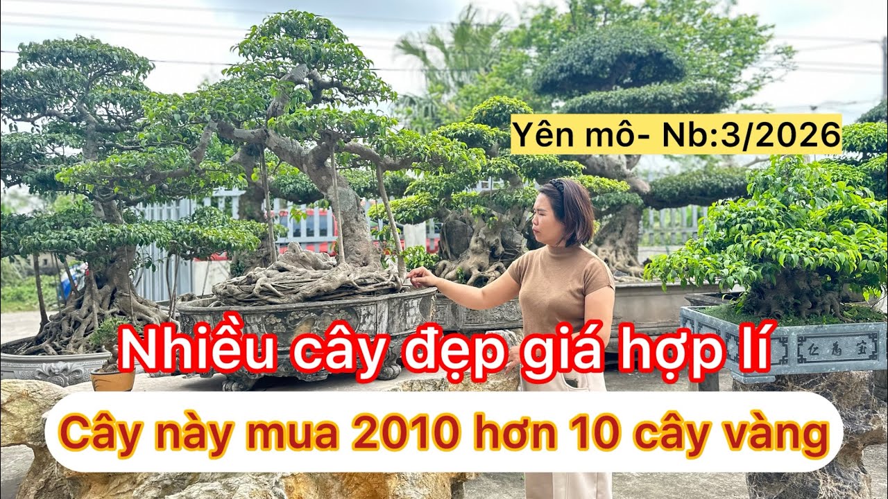 Lần đầu tiên thăm vườn A Trình yên mô- ninh bình: rất nhiều cây đẹp, báo giá nhiều cây Gl giá hợp lí