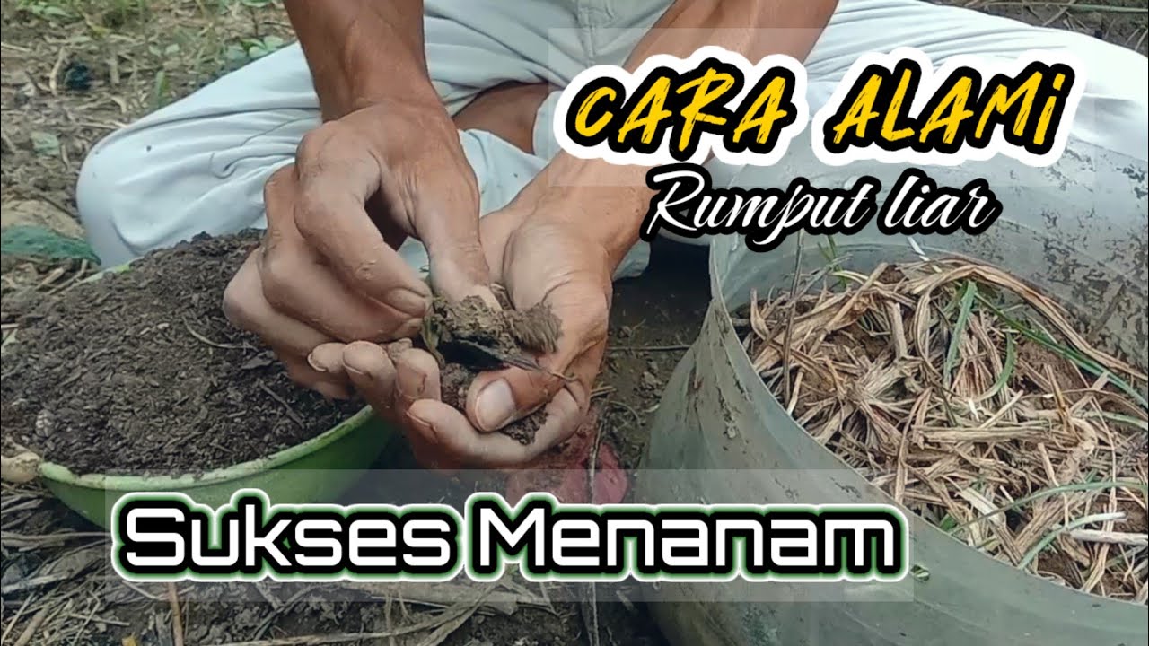 Petani siap sukses semua dengan rumput liar !
