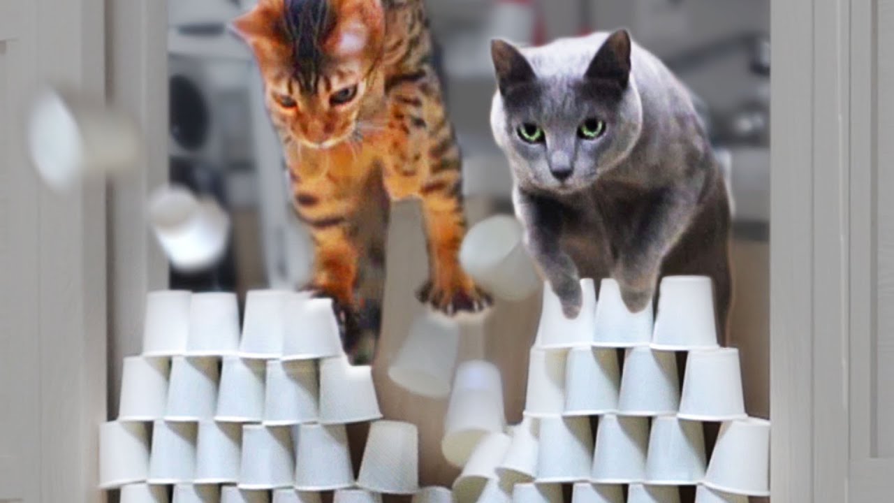 Mess up Cats Cup obstacle Challenge!ㅣDino cat