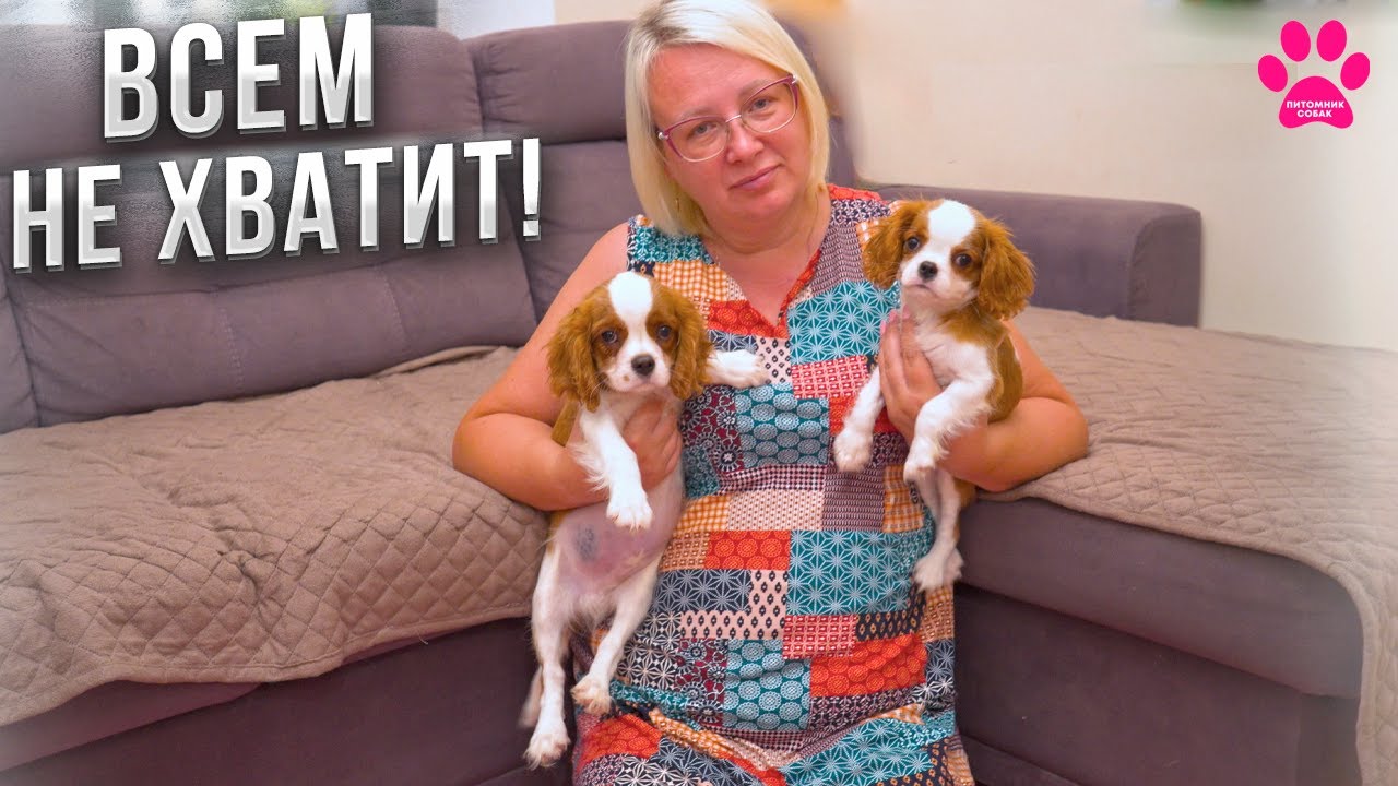 Щенков раскупили за неделю! Осталось 2 щенка Кавалер Кинг Чарльз Спаниеля! Люди приехали за щенком!