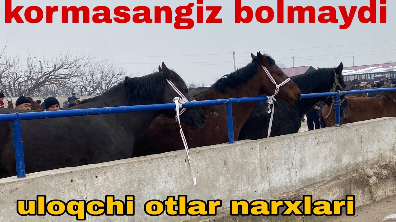 Shohidon ot bozori 🔥🔥 uloqchi otlar narxlari sezilarli darajada kotarilmoqda kormasangiz bolmaydi😱😱😱