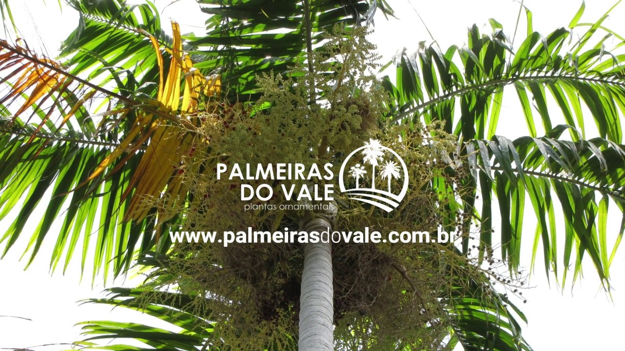 Palmeira Carpentaria (Carpentaria acuminata) - Palmeiras do Vale - Vendas