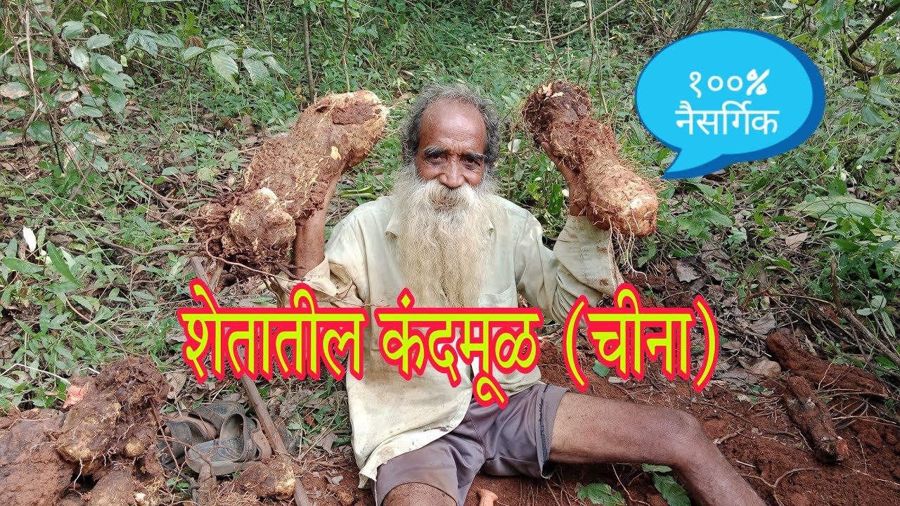 नाचणी ची कापणी आणि जमिनीतील कंद मूळ ( चिने ) | Konkan Farming | Vlog