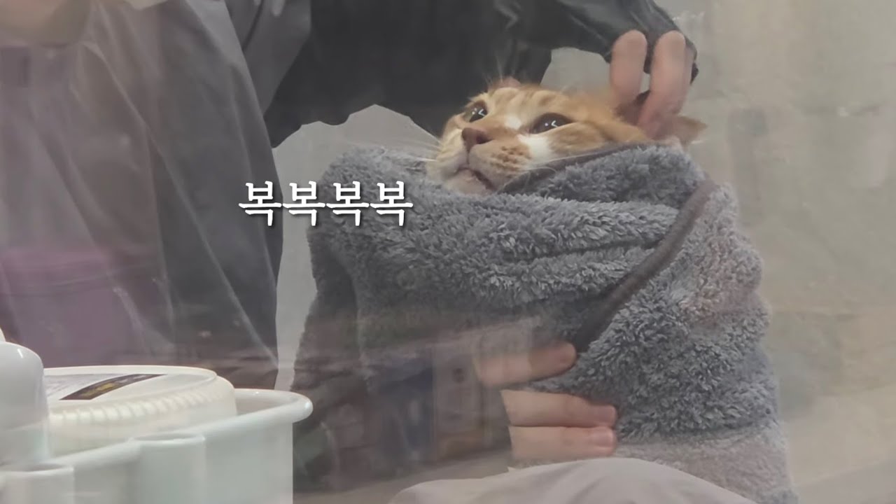 (vlog) 손 안타는 고양이 마루 미용하는 날 